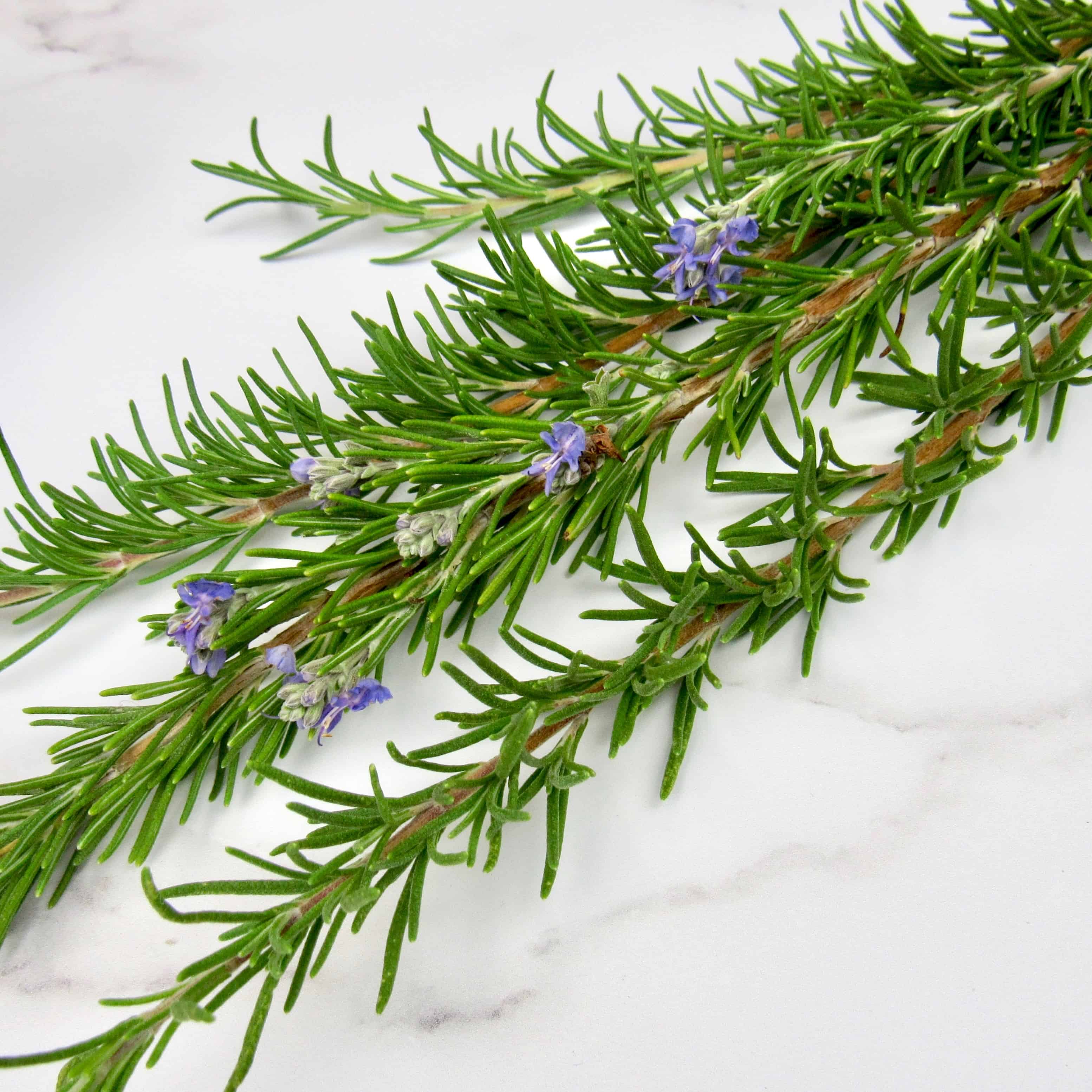 5 sprigs of rosemary on white marble counter