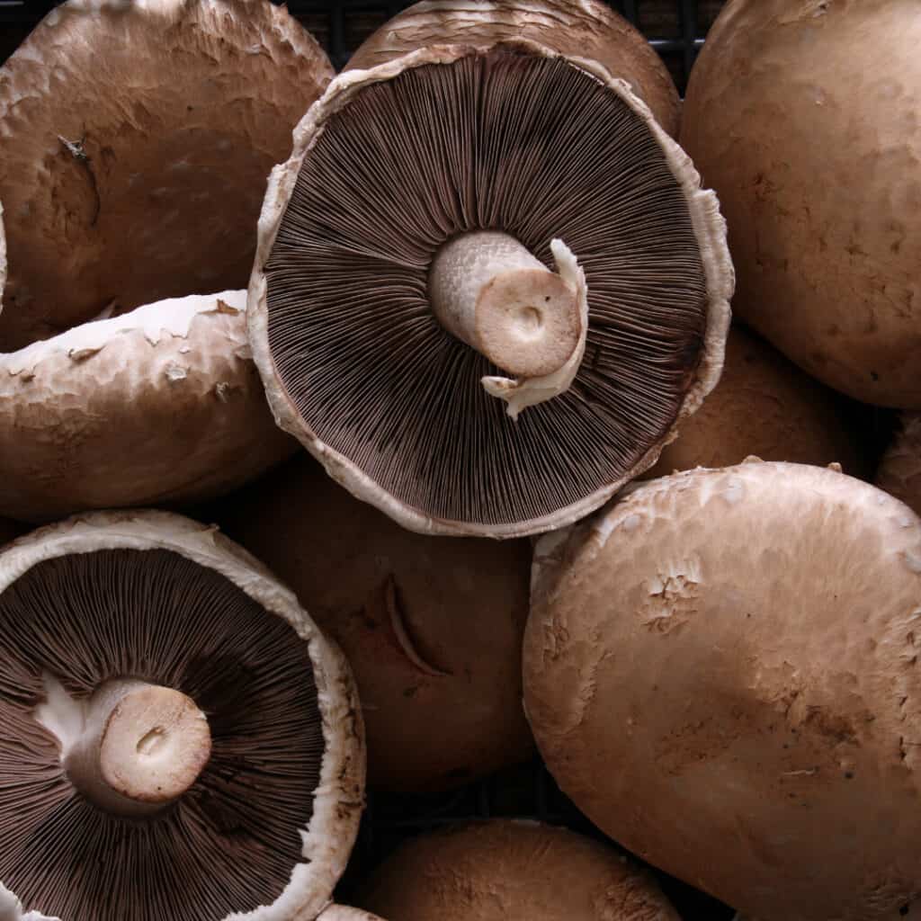 Portobello Mushrooms