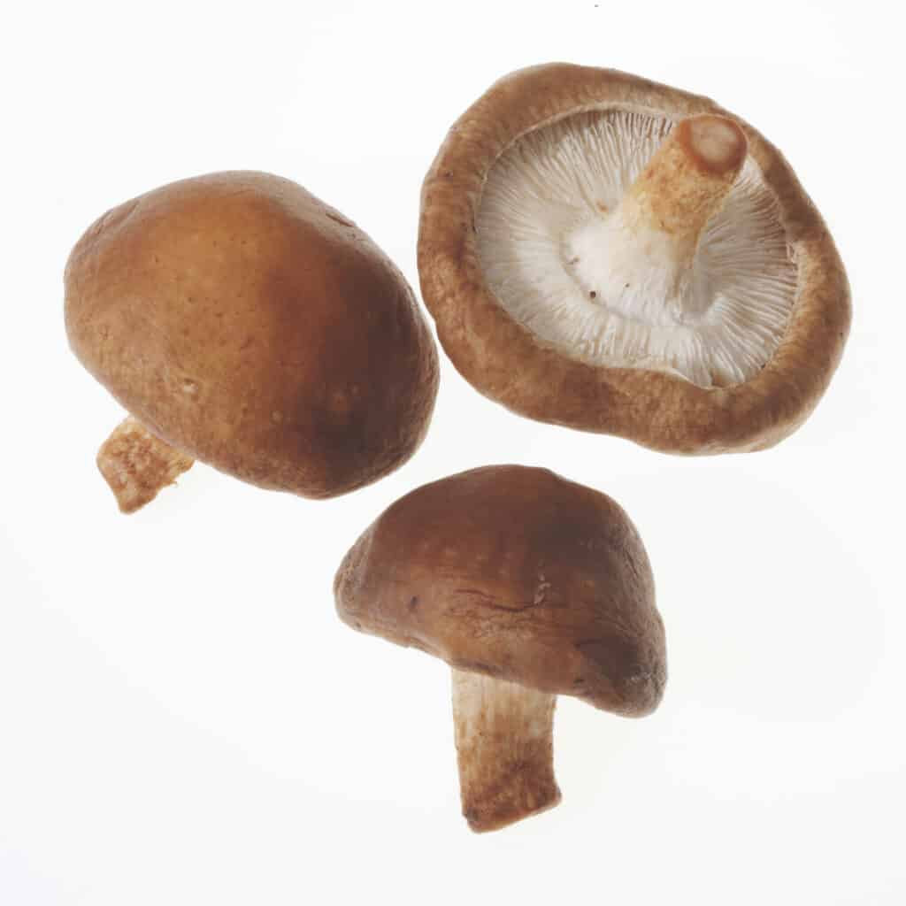 Shitaki Mushrooms