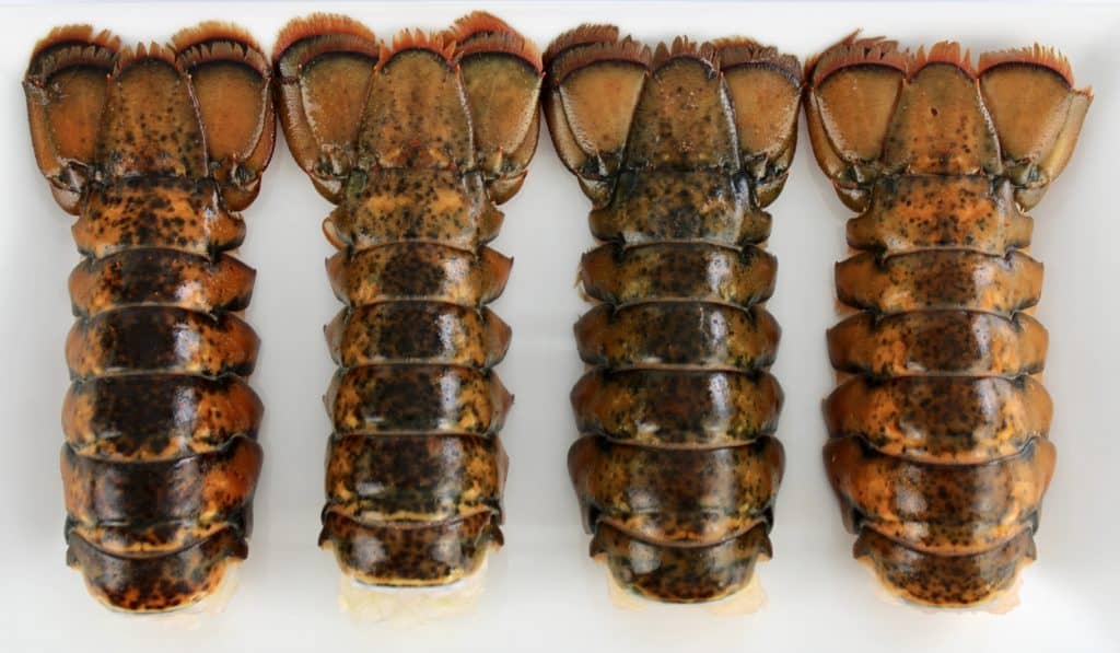 overhead view of 4 lobster tails on white plate