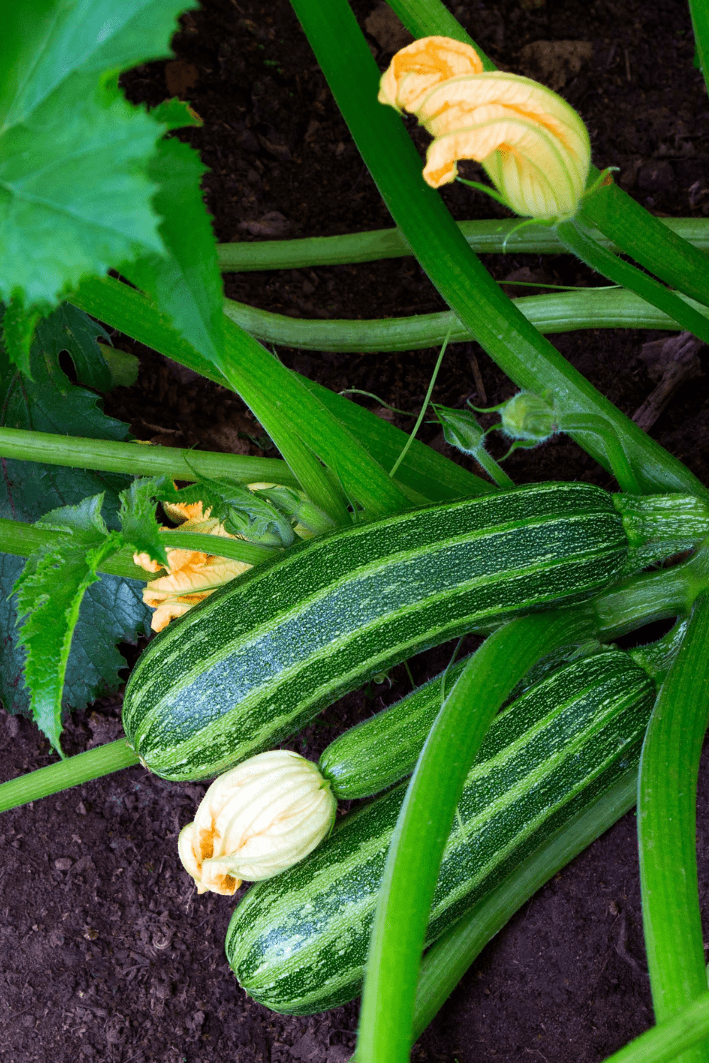 zucchini with blossoms