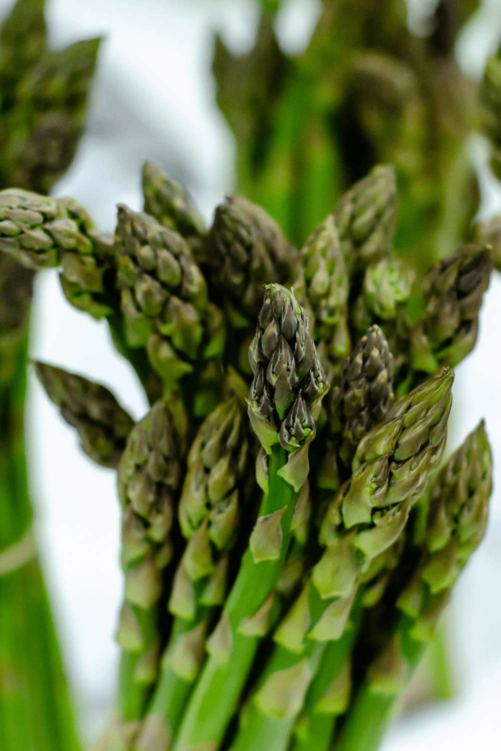 bundle of asparagus